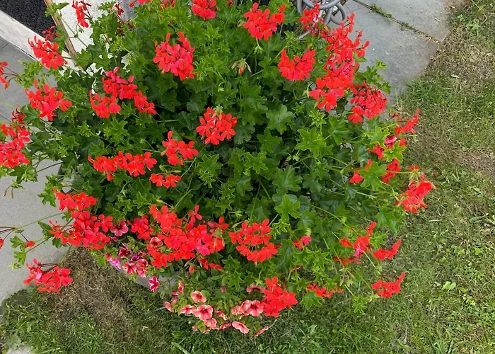 Vendégház Ustria / Pensiun Trutg Vella